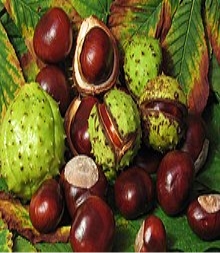 https://upload.wikimedia.org/wikipedia/commons/thumb/1/14/Aesculus_hippocastanum_fruit.jpg/220px-Aesculus_hippocastanum_fruit.jpg